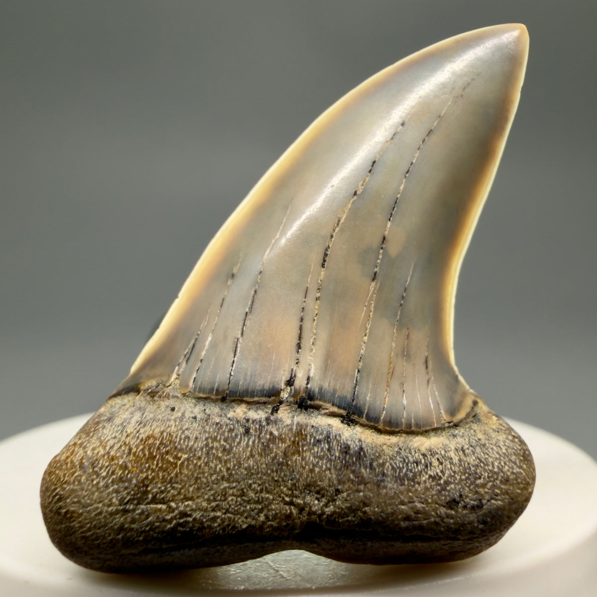 Front View Colorful 1.85" Fossil Extinct Hooked-Tooth Mako - Isurus planus Shark Tooth from Bakersfield, CA CM619 - 1