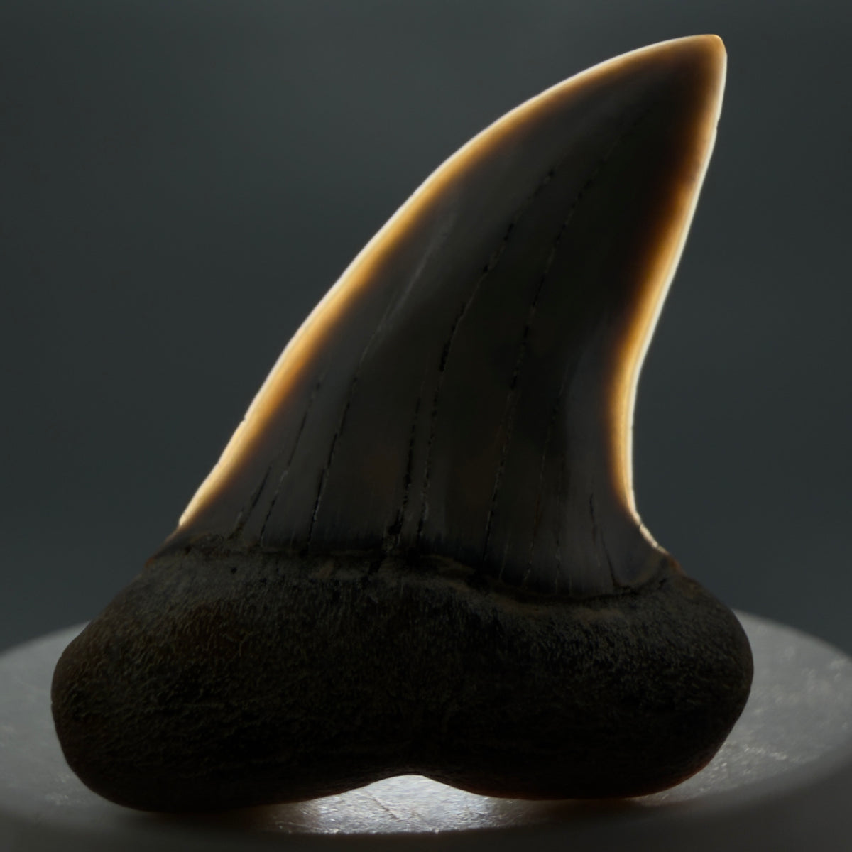 Front View Colorful 1.85" Fossil Extinct Hooked-Tooth Mako - Isurus planus Shark Tooth from Bakersfield, CA CM619 - 2