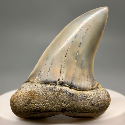 Front View Colorful 1.85" Fossil Extinct Hooked-Tooth Mako - Isurus planus Shark Tooth from Bakersfield, CA CM619
