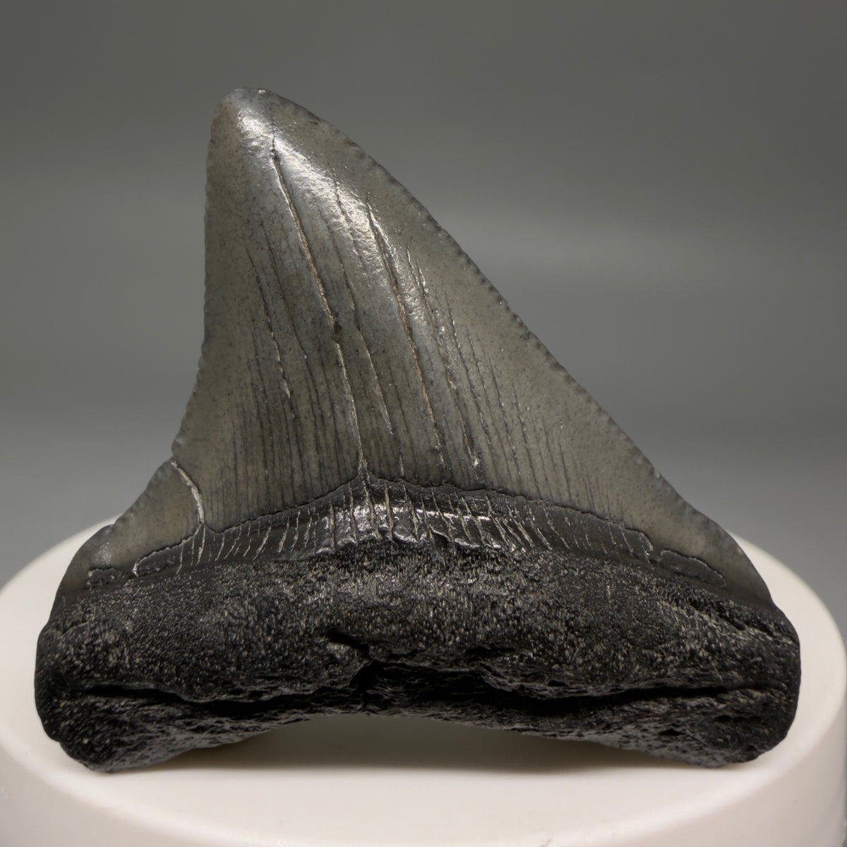 Front View Colorful 1.86" Fossil Megalodon Tooth – South Carolina River Find | Authentic megalodonteeth.com CM6726