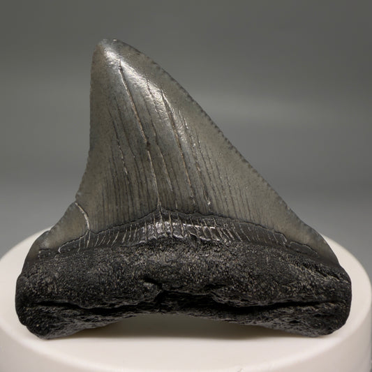 Front View Colorful 1.86" Fossil Megalodon Tooth – South Carolina River Find | Authentic megalodonteeth.com CM6726