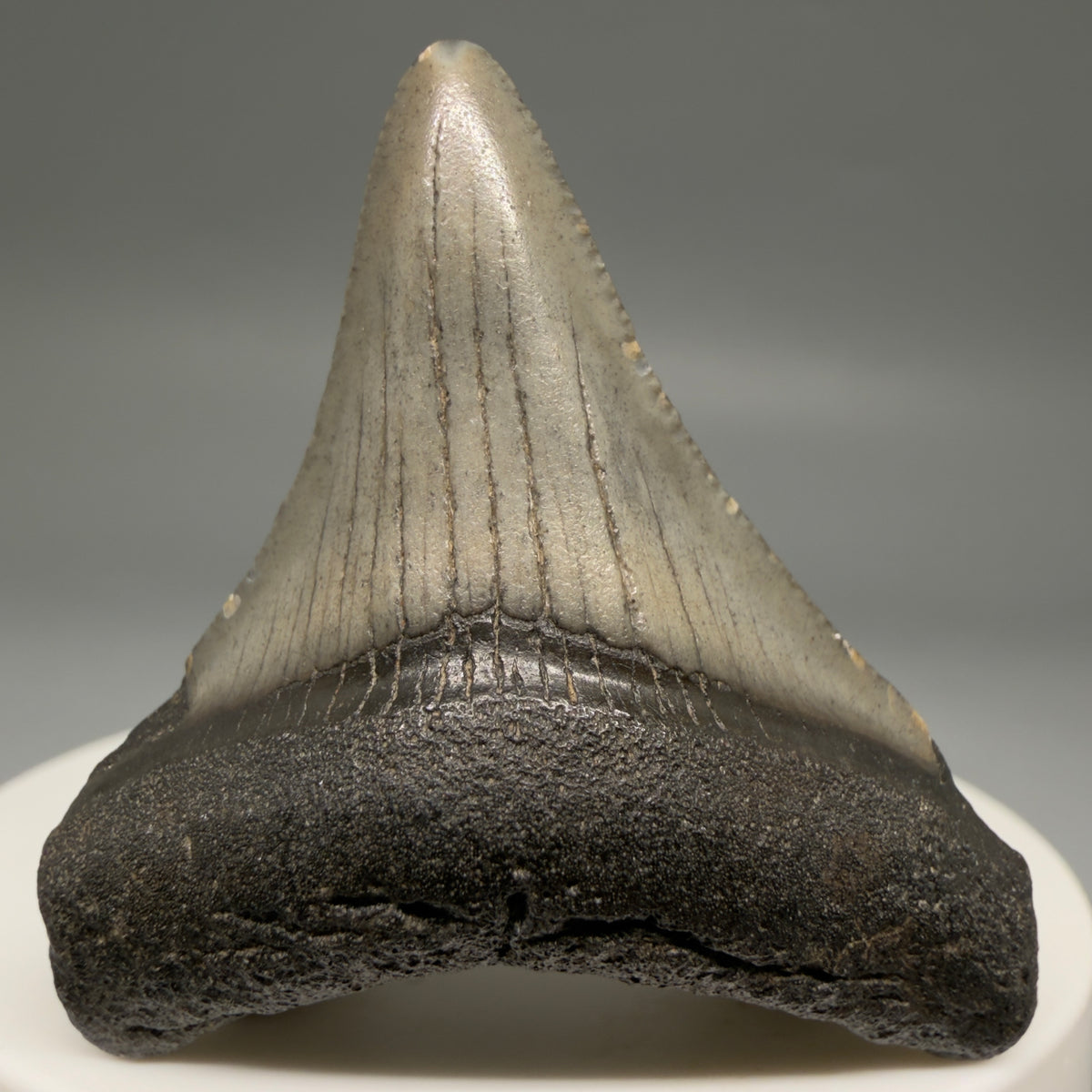 Front View Colorful 1.87" Fossil Megalodon Tooth – South Carolina River Find | Authentic megalodonteeth.com CM6728