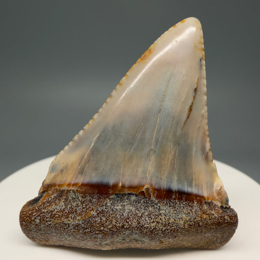 Front View Colorful 1.89" long Fossil Great White Tooth from the deserts of Peru GW1260
