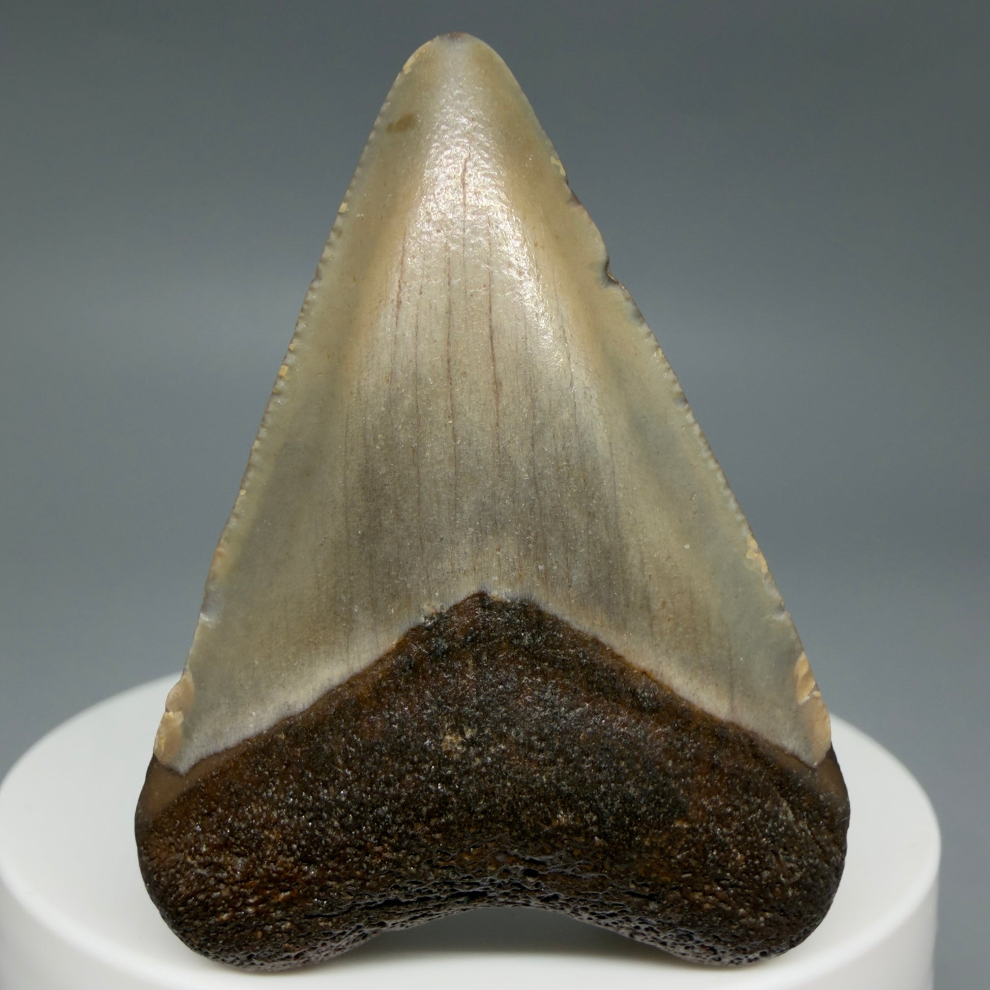 Front View Colorful 1.94" Fossil Megalodon Tooth - Authentic Carcharocles megalodon Fossil from North Carolina CM6280