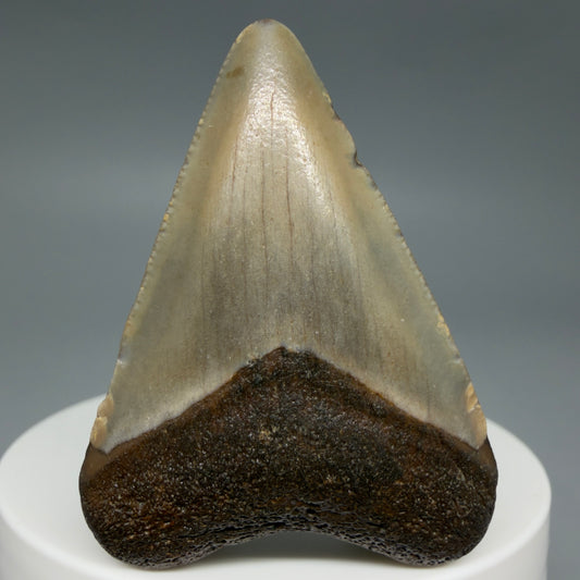Front View Colorful 1.94" Fossil Megalodon Tooth - Authentic Carcharocles megalodon Fossil from North Carolina CM6280