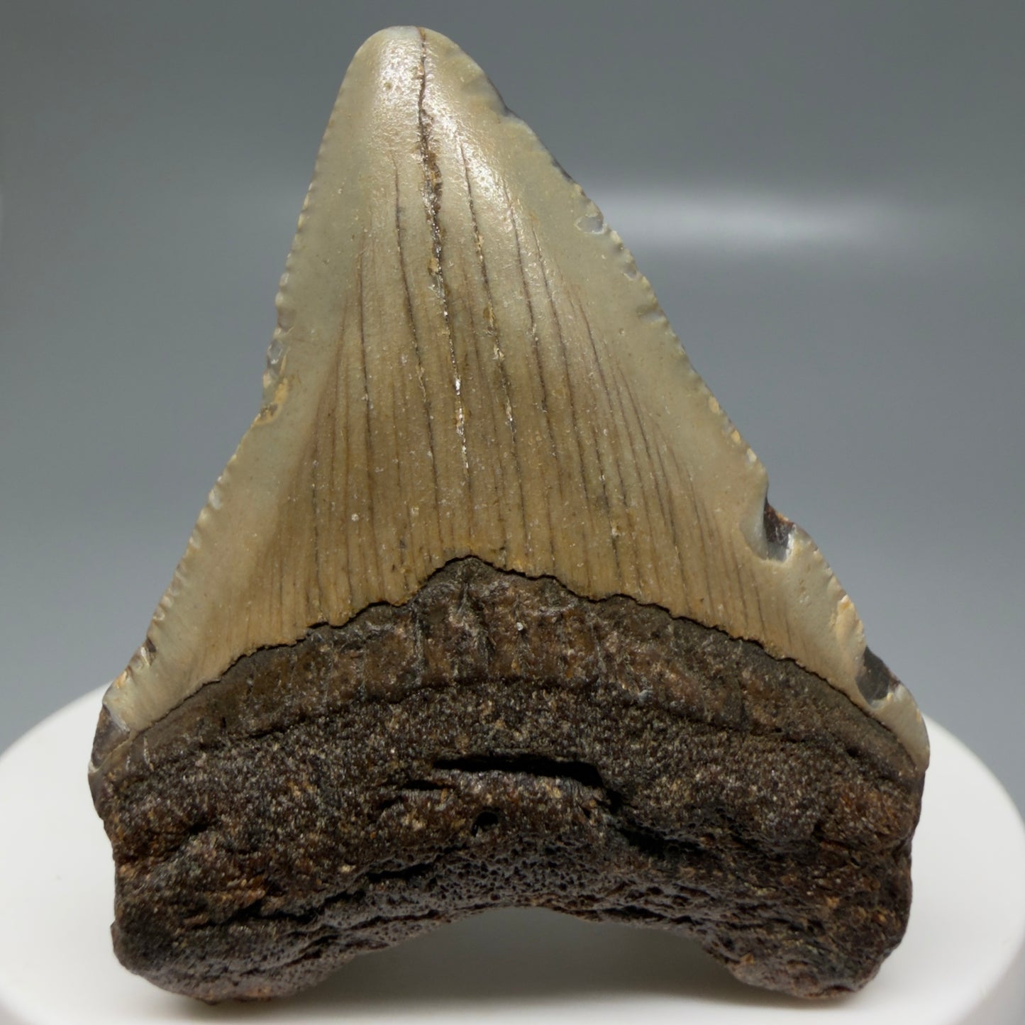 Front View Colorful 1.96" Fossil Megalodon Tooth - Authentic Carcharocles megalodon Fossil from North Carolina CM6177