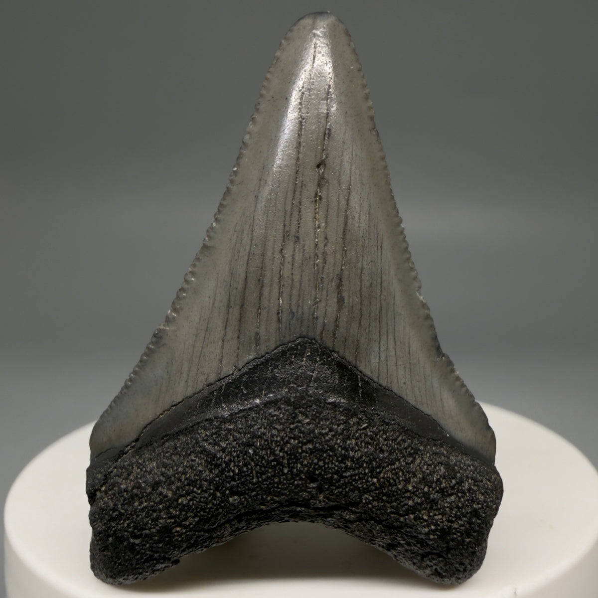 Front View Colorful 1.96" Fossil Megalodon Tooth – South Carolina River Find | Authentic megalodonteeth.com CM6727
