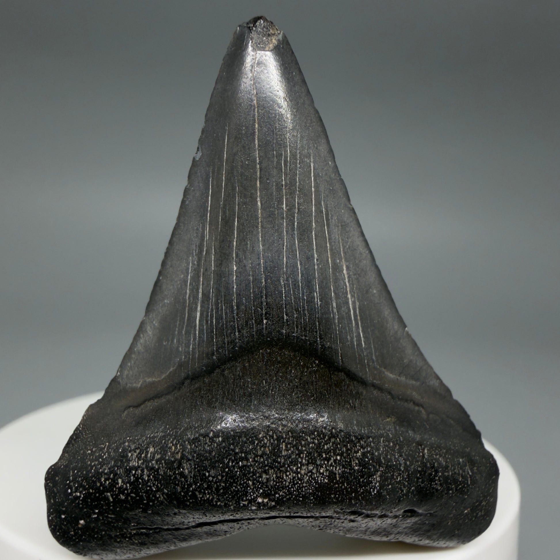 Front View Colorful 1.97" Fossil Megalodon Tooth – South Carolina River Find | Authentic CM6390