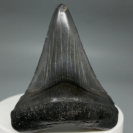 Front View Colorful 1.97" Fossil Megalodon Tooth – South Carolina River Find | Authentic CM6390