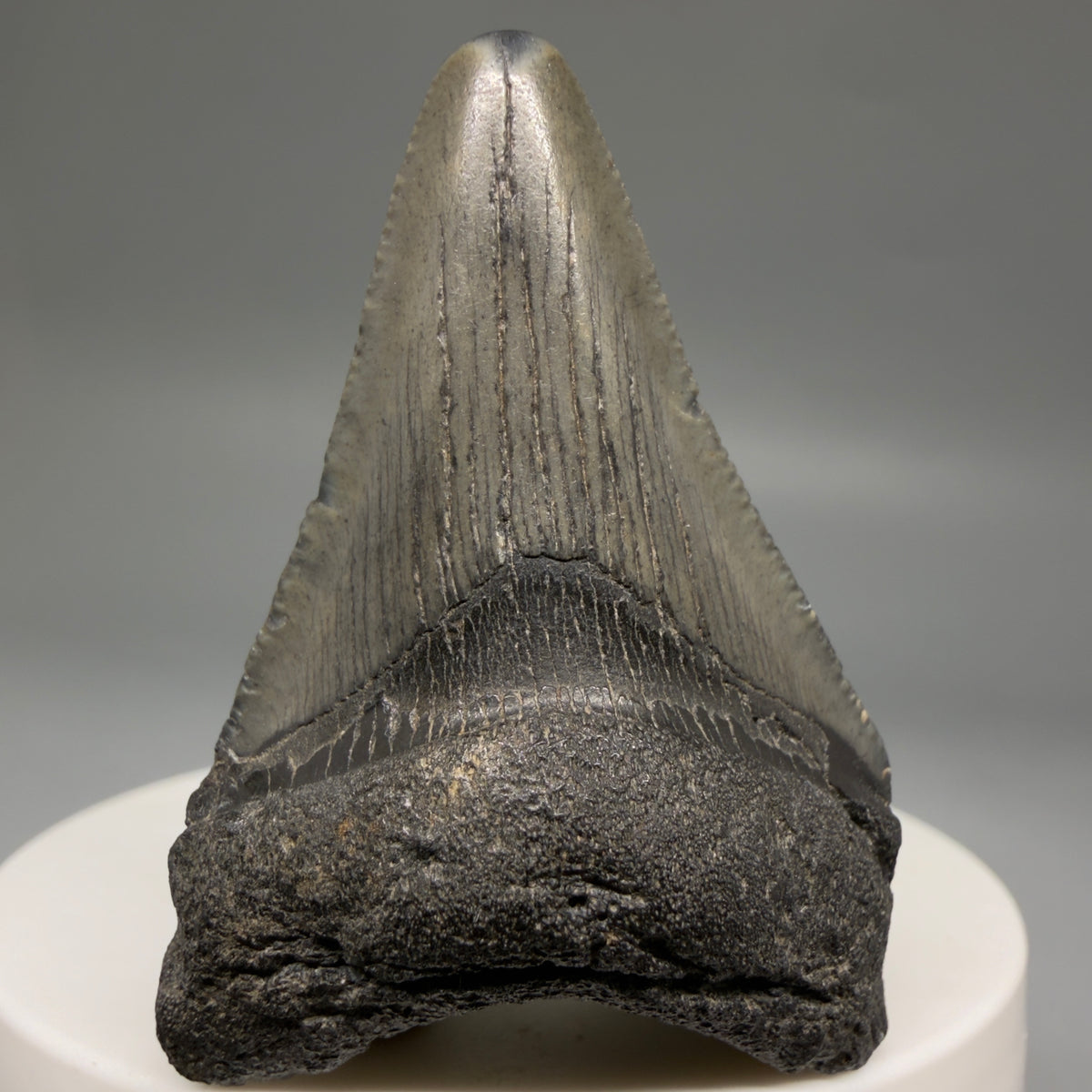 Front View Colorful 1.98" Fossil Megalodon Tooth – South Carolina River Find | Authentic megalodonteeth.com CM6729