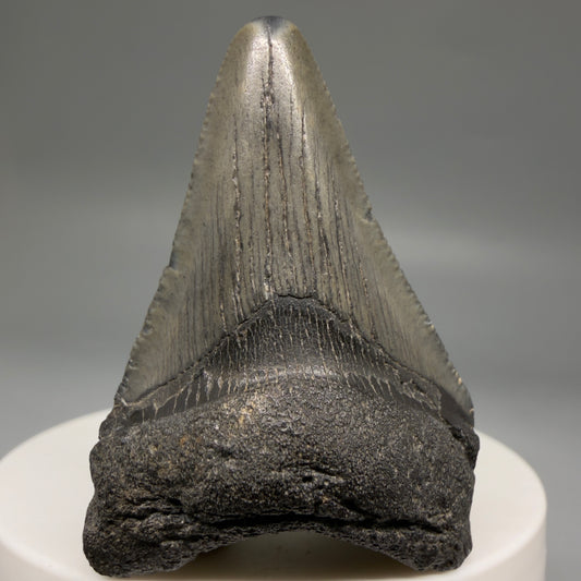 Front View Colorful 1.98" Fossil Megalodon Tooth – South Carolina River Find | Authentic megalodonteeth.com CM6729