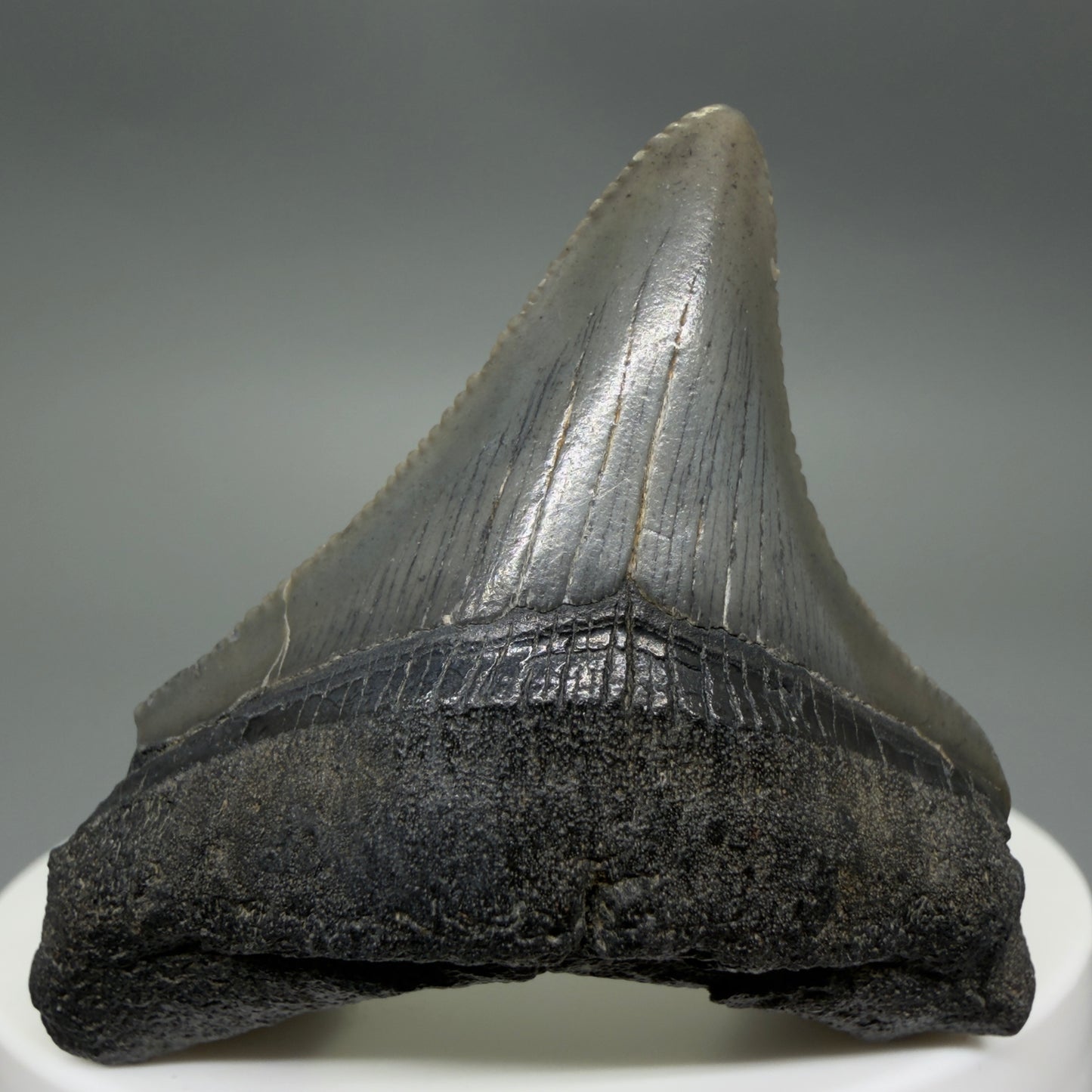 Front View Colorful 1.99" Fossil Megalodon Tooth – South Carolina River Find | Authentic CM6393