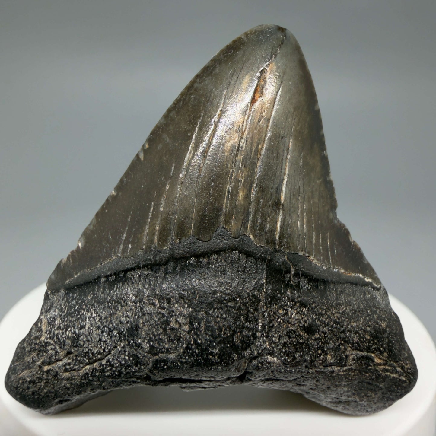Front View Colorful 2.00" Fossil Megalodon Tooth – South Carolina River Find | Authentic CM6436