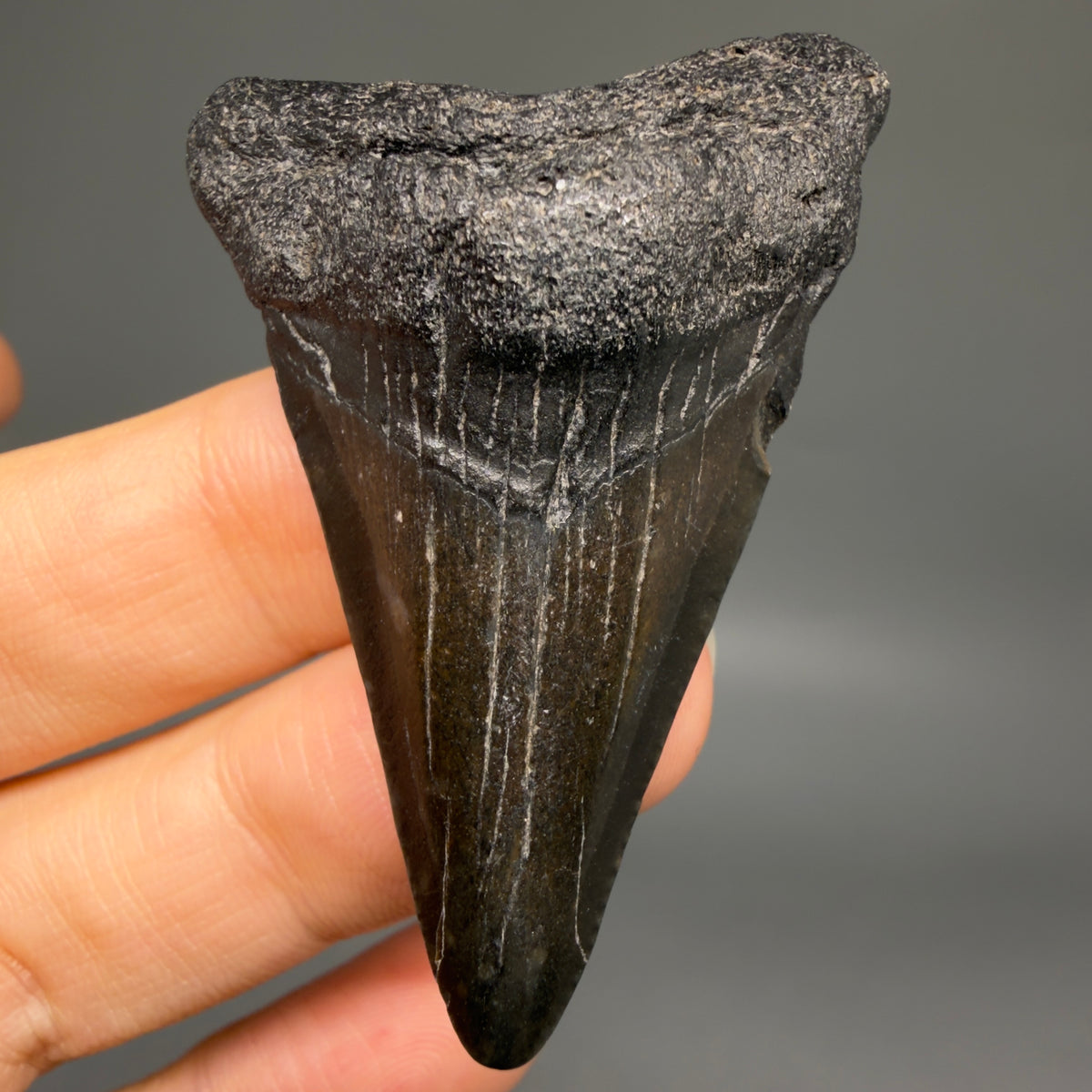 Front View Colorful 2.02" Fossil Megalodon Tooth – South Carolina River Find | Authentic megalodonteeth.com CM6730