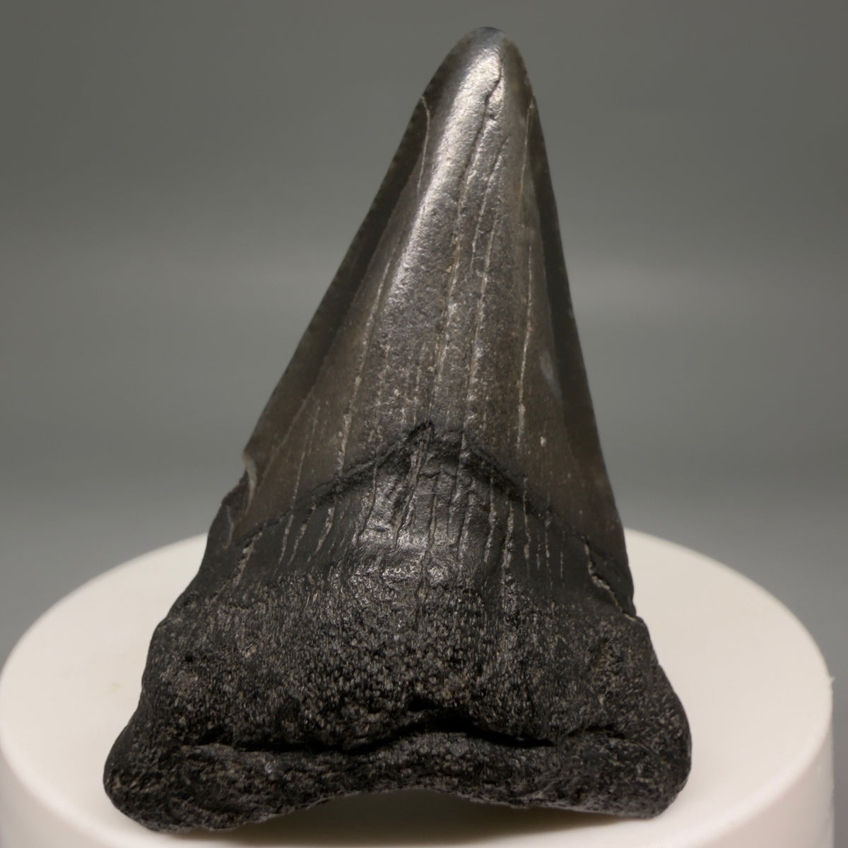 Front View Colorful 2.02" Fossil Megalodon Tooth – South Carolina River Find | Authentic megalodonteeth.com CM6730 - 1