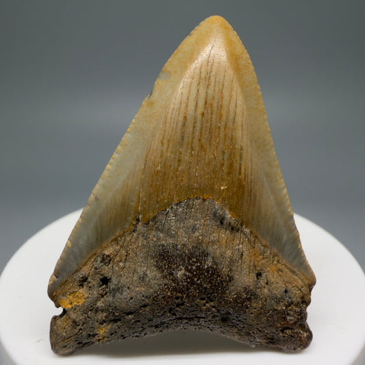 Front View Colorful 2.06" Fossil Megalodon Tooth from North Carolina - megalodonteeth.com CM5542