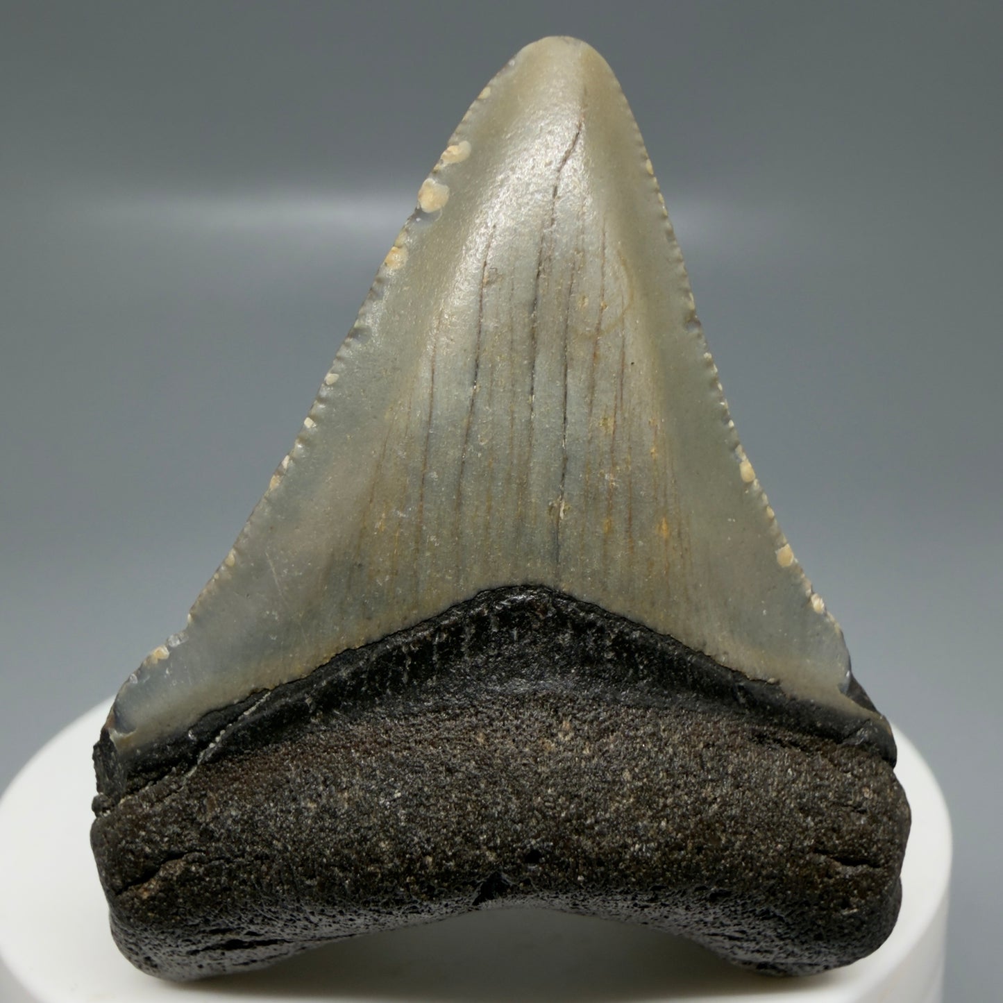 Front View Colorful 2.08" Fossil Megalodon Tooth - Authentic Carcharocles megalodon Fossil from North Carolina CM6178