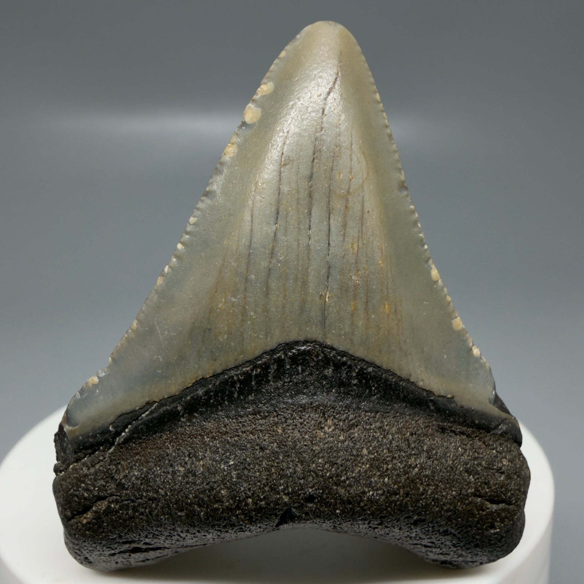 Front View Colorful 2.08" Fossil Megalodon Tooth - Authentic Carcharocles megalodon Fossil from North Carolina CM6178