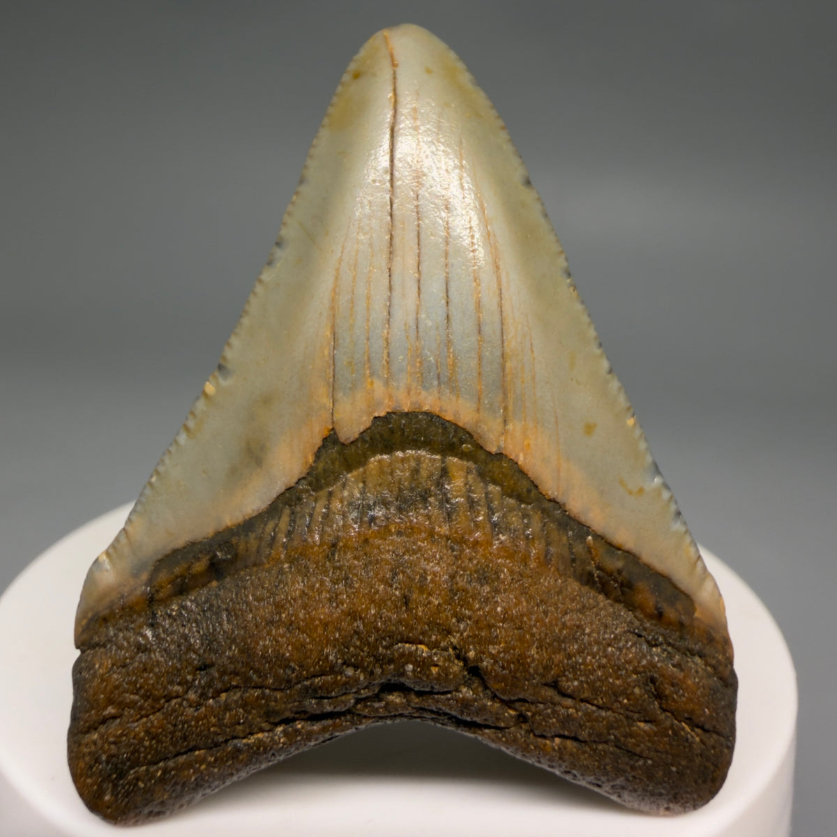 Front View Colorful 2.08" Fossil Megalodon Tooth - Authentic Carcharocles megalodon Fossil from North Carolina megalodonteeth.com CM6617