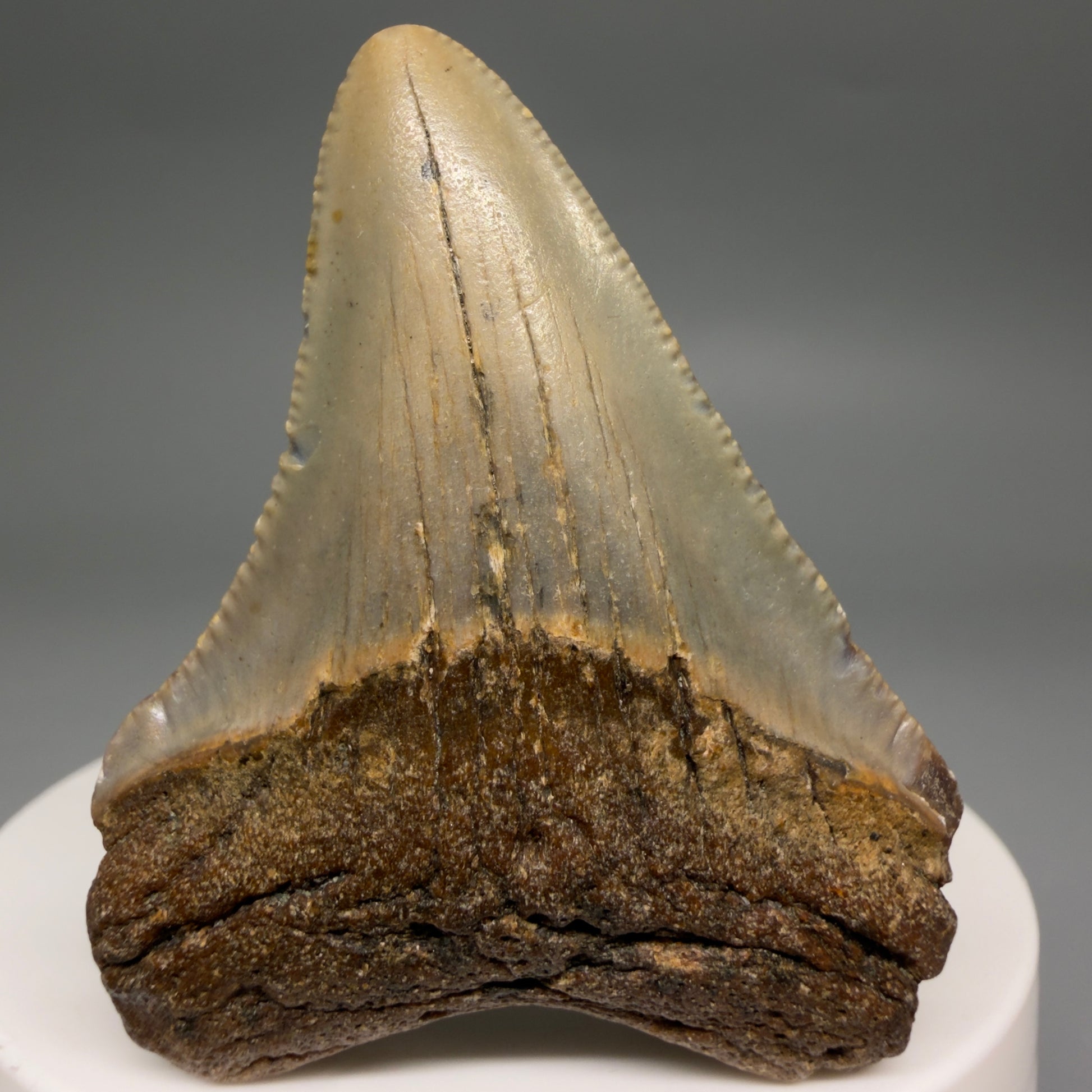 Front View Colorful 2.10" Fossil Megalodon Tooth - Authentic Carcharocles megalodon Fossil from North Carolina megalodonteeth.com CM6615