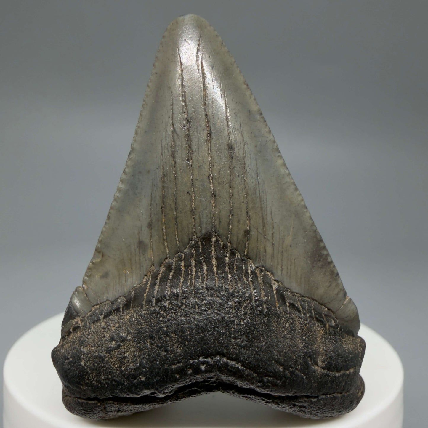 Front View Colorful 2.10" Fossil Megalodon Tooth – South Carolina River Find | Authentic CM6431