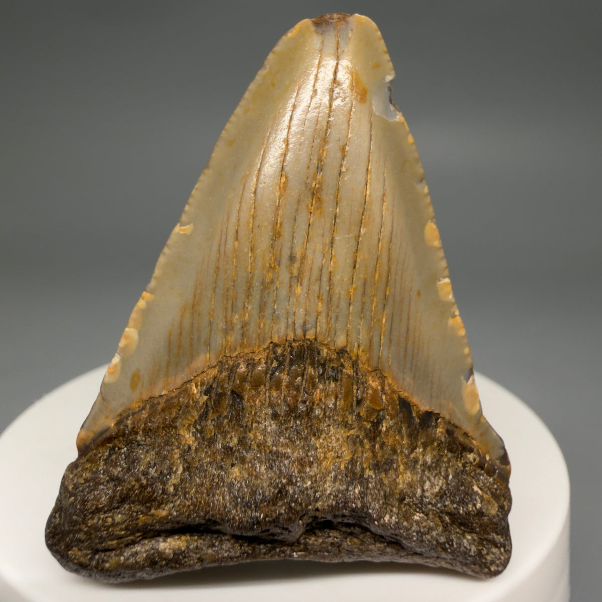 Front View Colorful 2.12" Fossil Megalodon Tooth - Authentic Carcharocles megalodon Fossil from North Carolina megalodonteeth.com CM6619