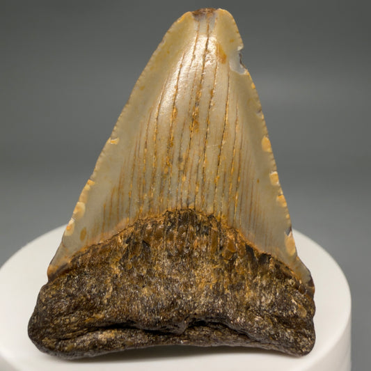 Front View Colorful 2.12" Fossil Megalodon Tooth - Authentic Carcharocles megalodon Fossil from North Carolina megalodonteeth.com CM6619