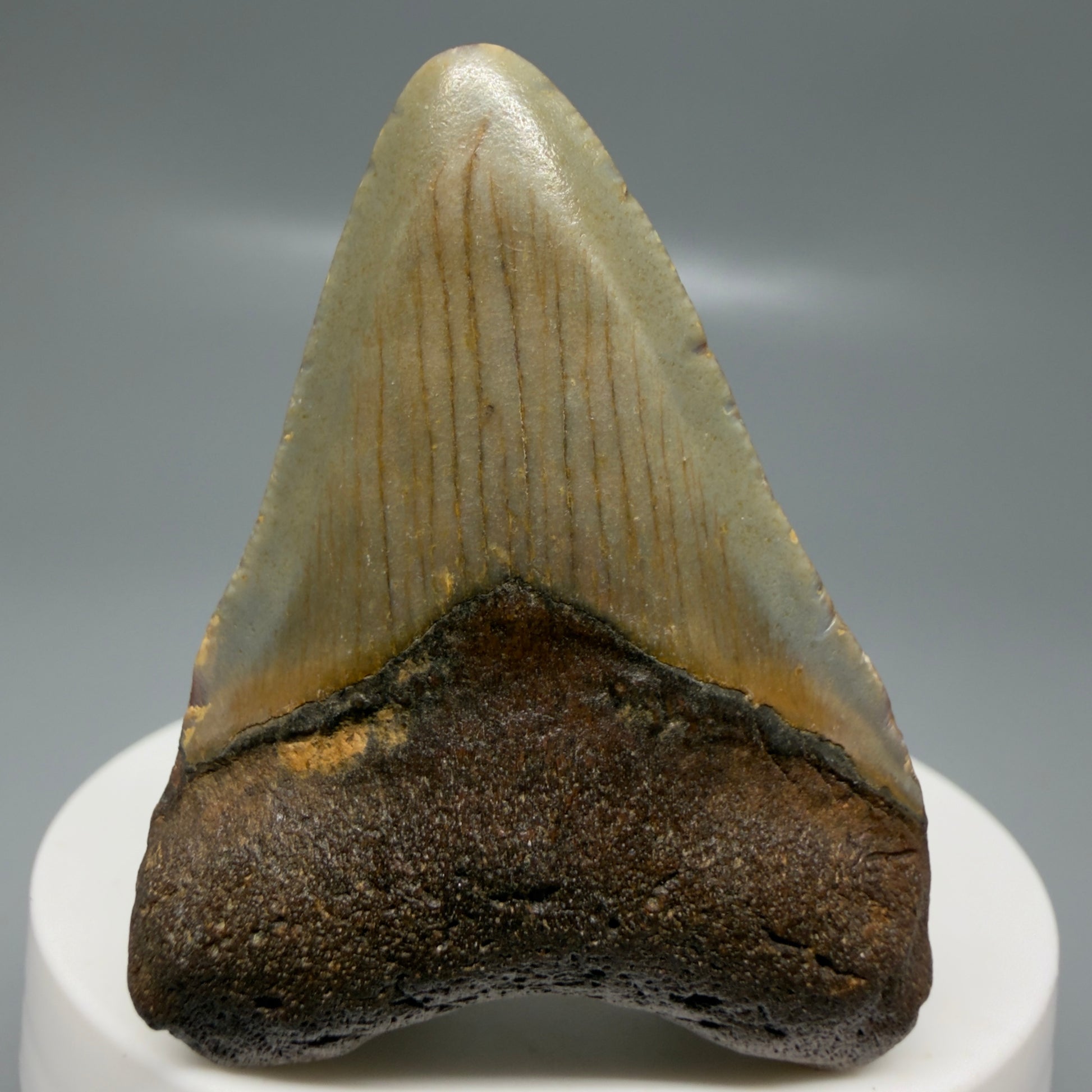 Front View Colorful 2.13" Fossil Megalodon Tooth - Authentic Carcharocles megalodon Fossil from North Carolina CM6179