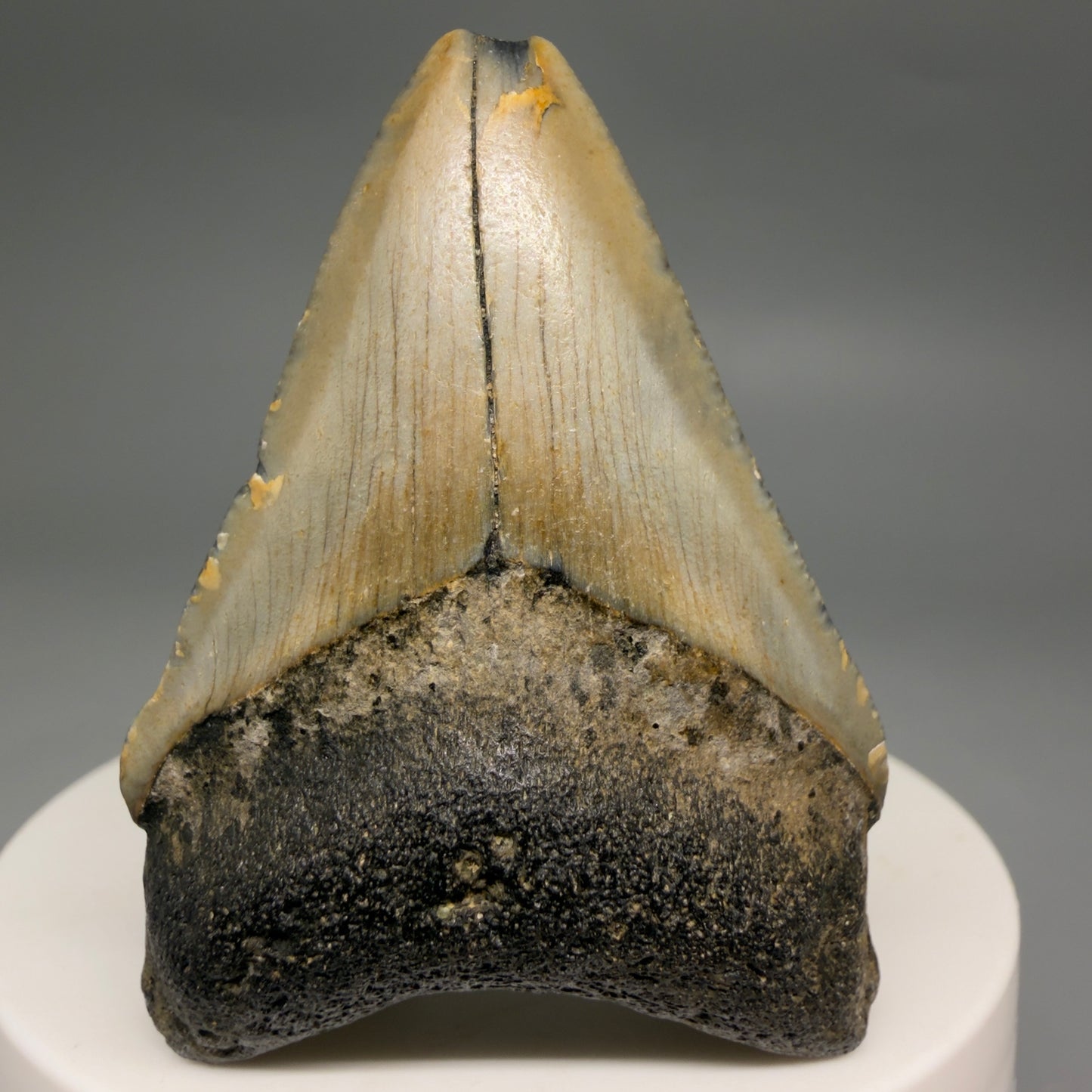 Front View Colorful 2.13" Fossil Megalodon Tooth - Authentic Carcharocles megalodon Fossil from North Carolina megalodonteeth.com CM6616