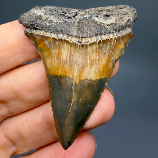 Front View Colorful 2.14" Fossil Extinct Mako - Isurus hastalis Shark Tooth from South Carolina M624