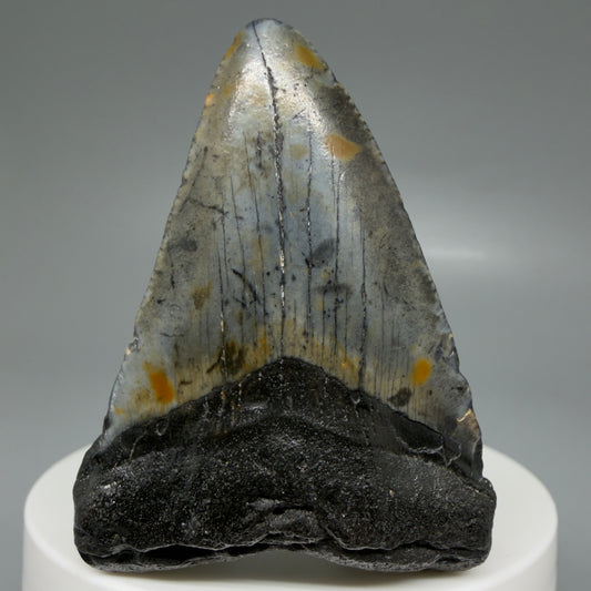 Front View Colorful 2.15" Fossil Megalodon Tooth - Authentic Carcharocles megalodon Fossil from North Carolina CM6079