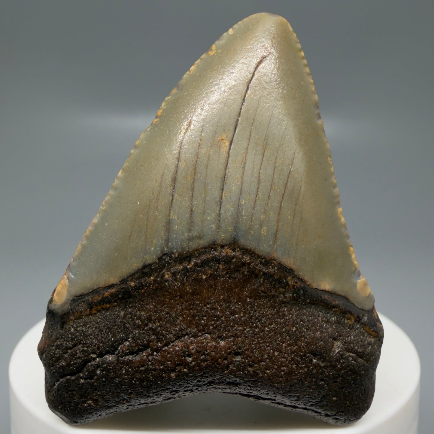 Front View Colorful 2.15" Fossil Megalodon Tooth - Authentic Carcharocles megalodon Fossil from North Carolina CM6180