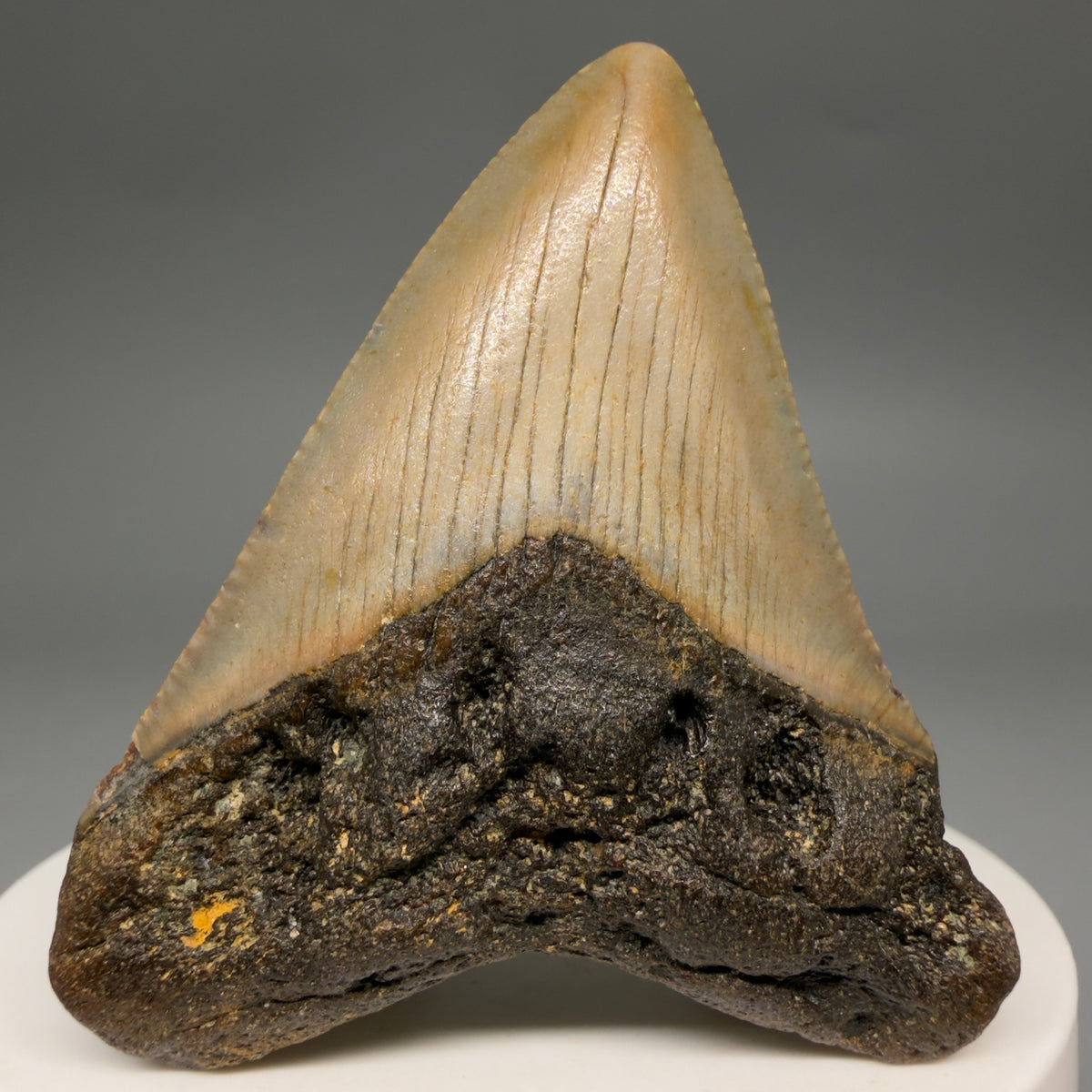 Front View Colorful 2.15" Fossil Megalodon Tooth - Authentic Carcharocles megalodon Fossil from North Carolina megalodonteeth.com CM6620