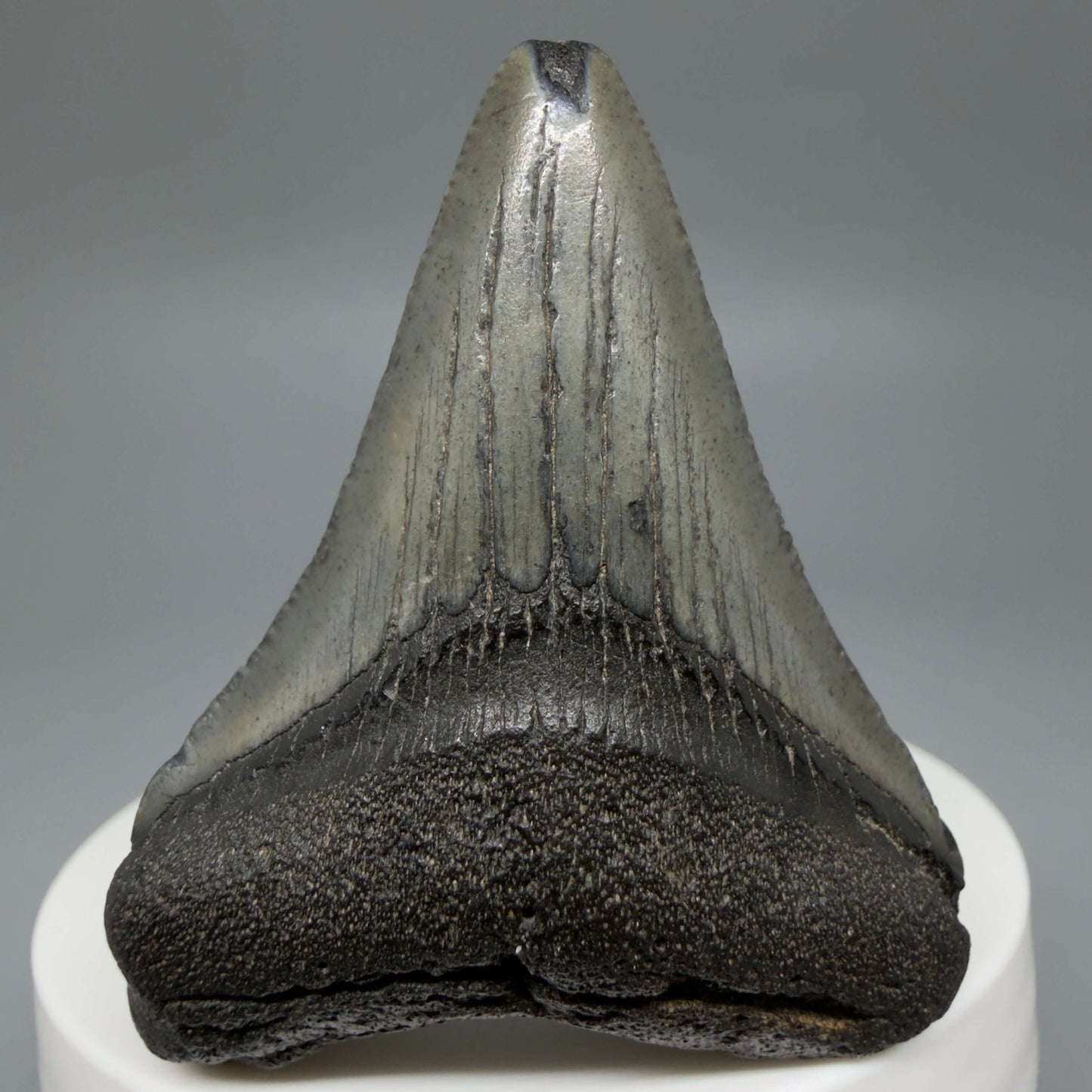 Front View Colorful 2.19" Fossil Megalodon Tooth – South Carolina River Find | Authentic CM6438