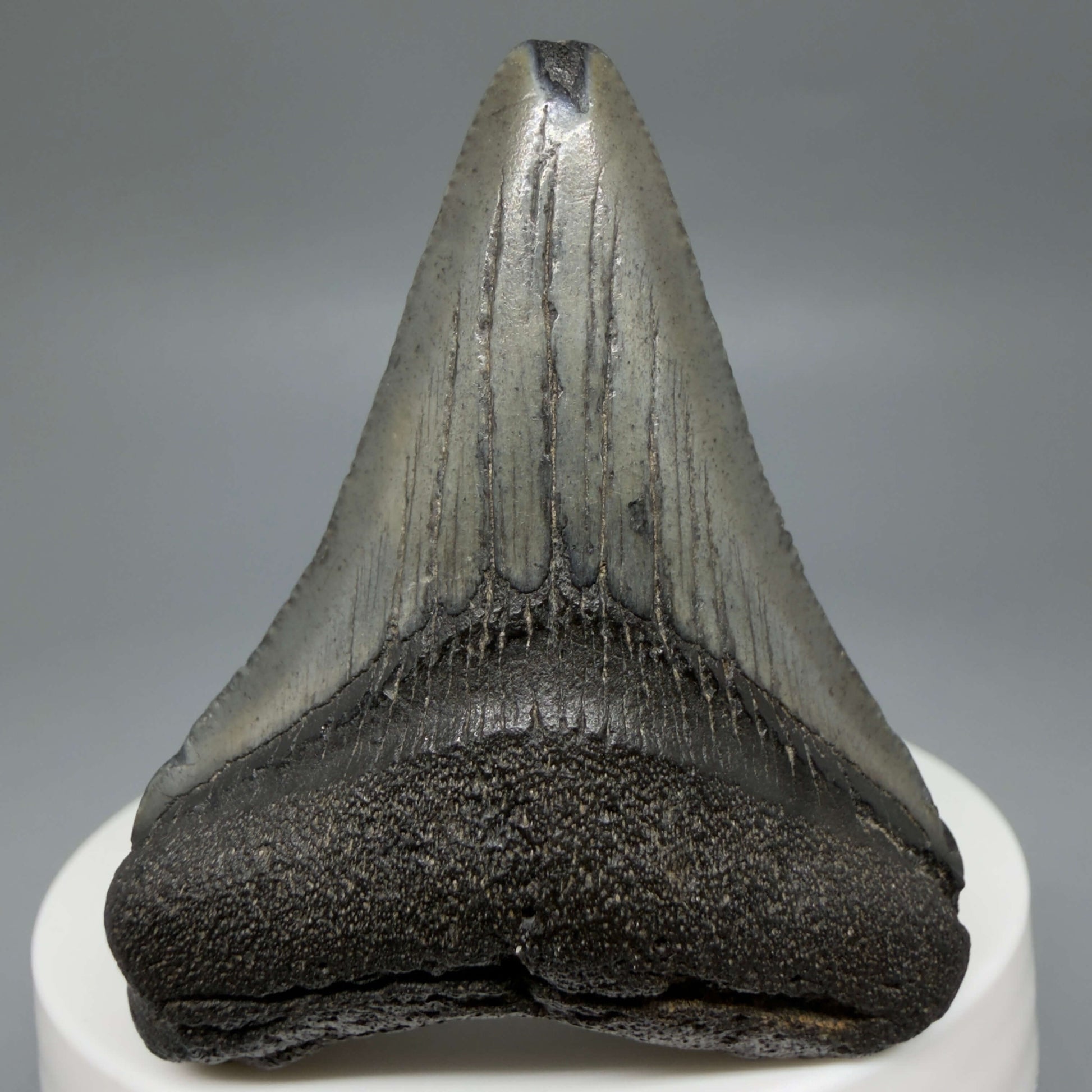 Front View Colorful 2.19" Fossil Megalodon Tooth – South Carolina River Find | Authentic CM6438