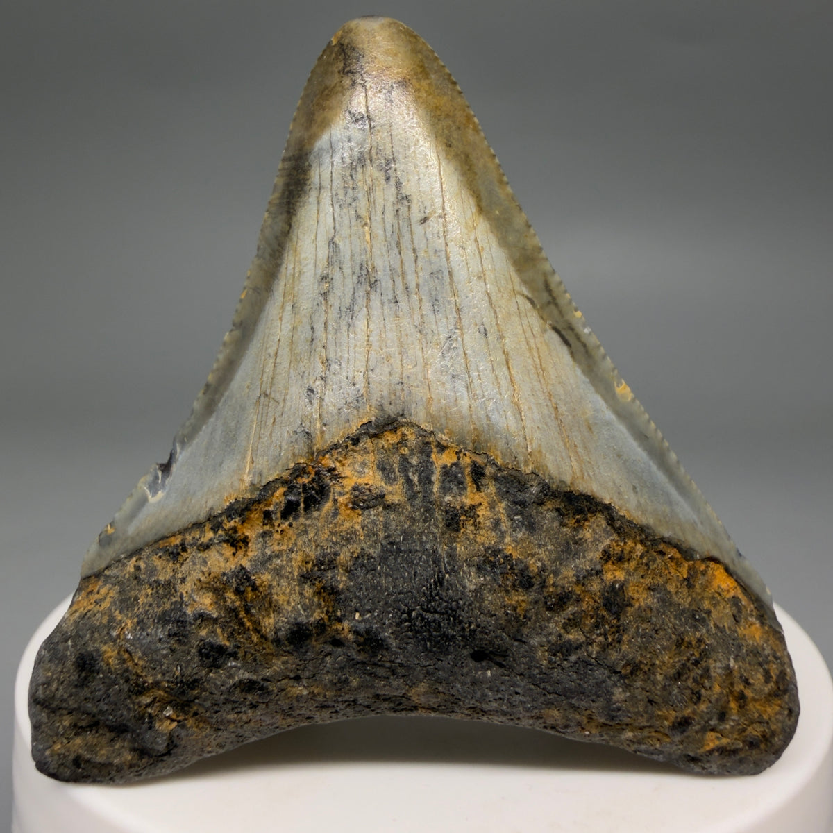 Front View Colorful 2.21" Fossil Megalodon Tooth - Authentic Carcharocles megalodon Fossil from North Carolina megalodonteeth.com CM6621