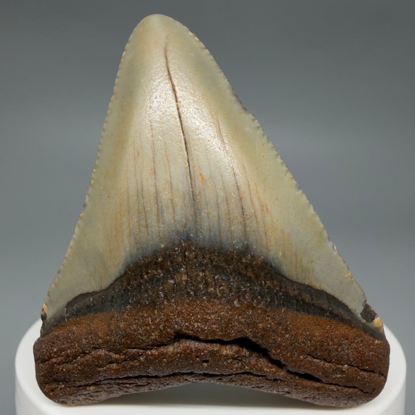 Front View Colorful 2.28" Fossil Megalodon Tooth - Authentic Carcharocles megalodon Fossil from North Carolina CM6282