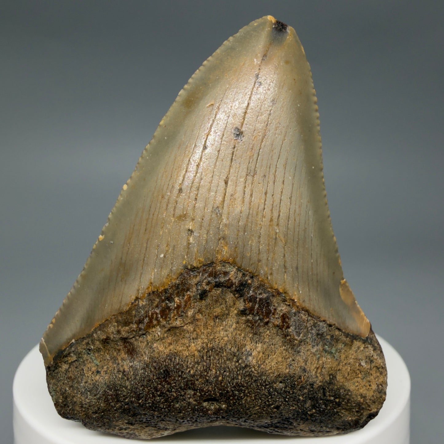 Front View Colorful 2.28" Fossil Megalodon Tooth - Authentic Carcharocles megalodon Fossil from North Carolina CM6283