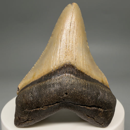 Front View Colorful 2.28" Fossil Megalodon Tooth - Authentic Carcharocles megalodon Fossil from North Carolina megalodonteeth.com M6618