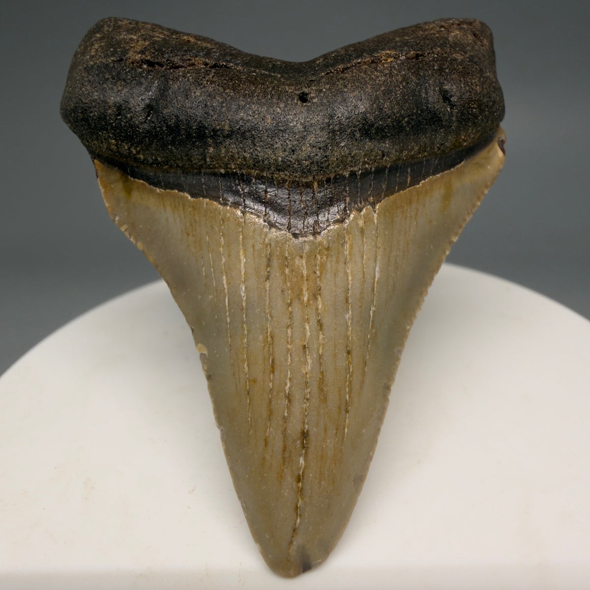 Front View Colorful 2.28" Fossil Megalodon Tooth - Authentic Carcharocles megalodon Fossil from North Carolina megalodonteeth.com M6618 - 1