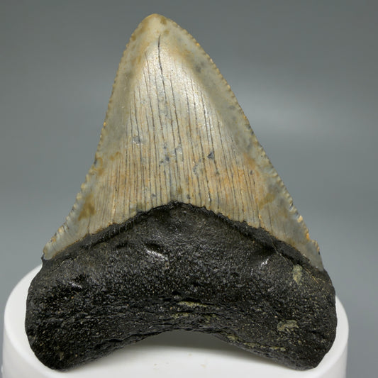 Front View Colorful 2.30" Fossil Megalodon Tooth - Authentic Carcharocles megalodon Fossil from North Carolina CM6083