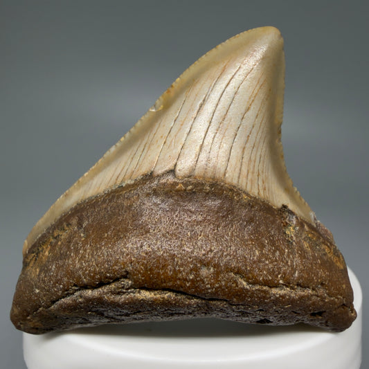 Front View Colorful 2.32" Fossil Megalodon Tooth - Authentic Carcharocles megalodon Fossil from North Carolina CM6081