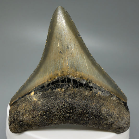 Front View Colorful 2.32" Fossil Megalodon Tooth - Authentic Carcharocles megalodon Fossil from North Carolina CM6084