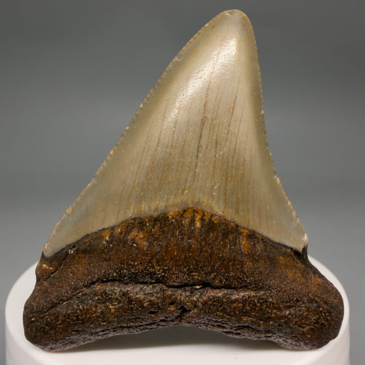 Front View Colorful 2.33" Fossil Megalodon Tooth - Authentic Carcharocles megalodon Fossil from North Carolina megalodonteeth.com CM6624