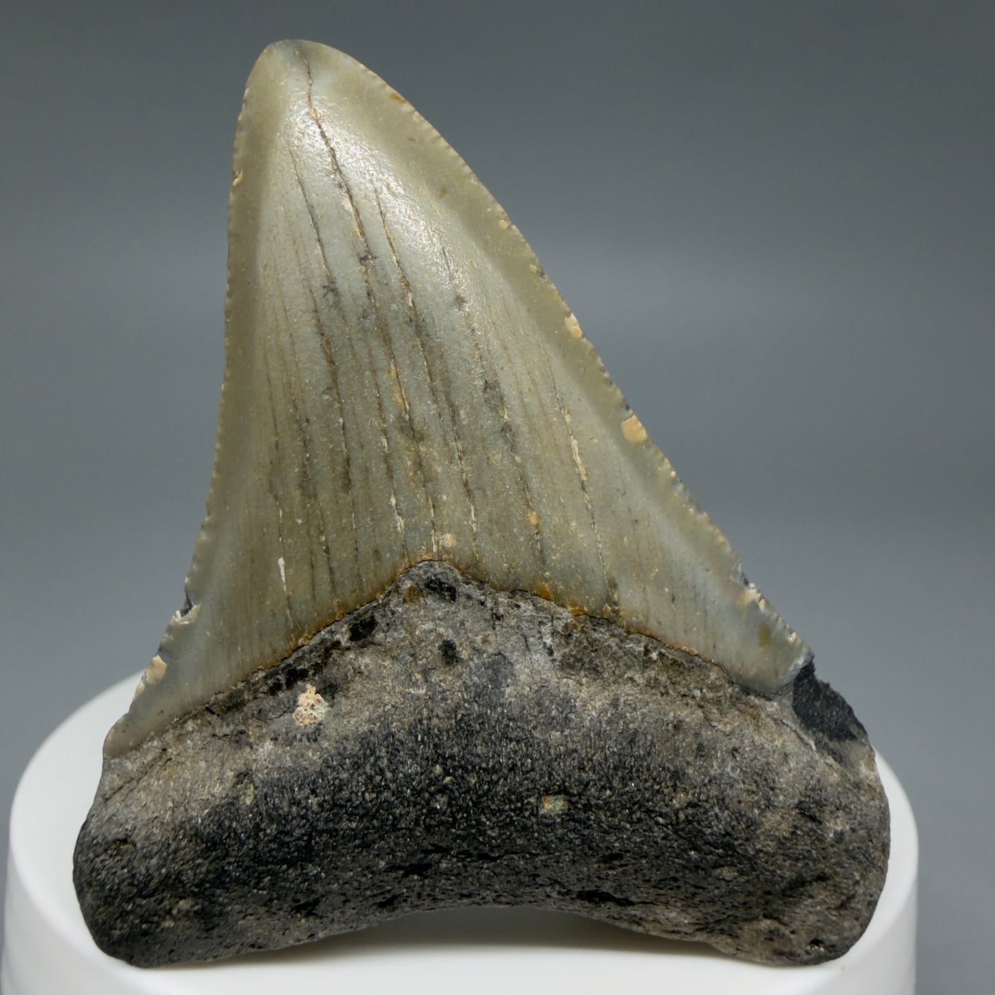 Front View Colorful 2.37" Fossil Megalodon Tooth - Authentic Carcharocles megalodon Fossil from North Carolina CM6284