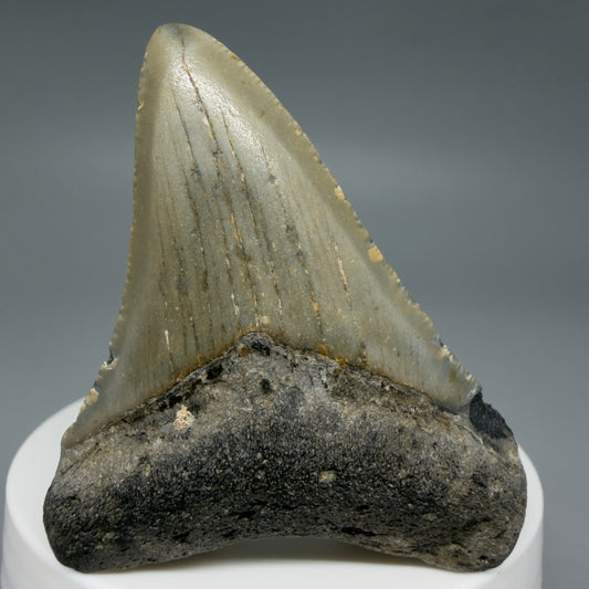 Front View Colorful 2.37" Fossil Megalodon Tooth - Authentic Carcharocles megalodon Fossil from North Carolina CM6284