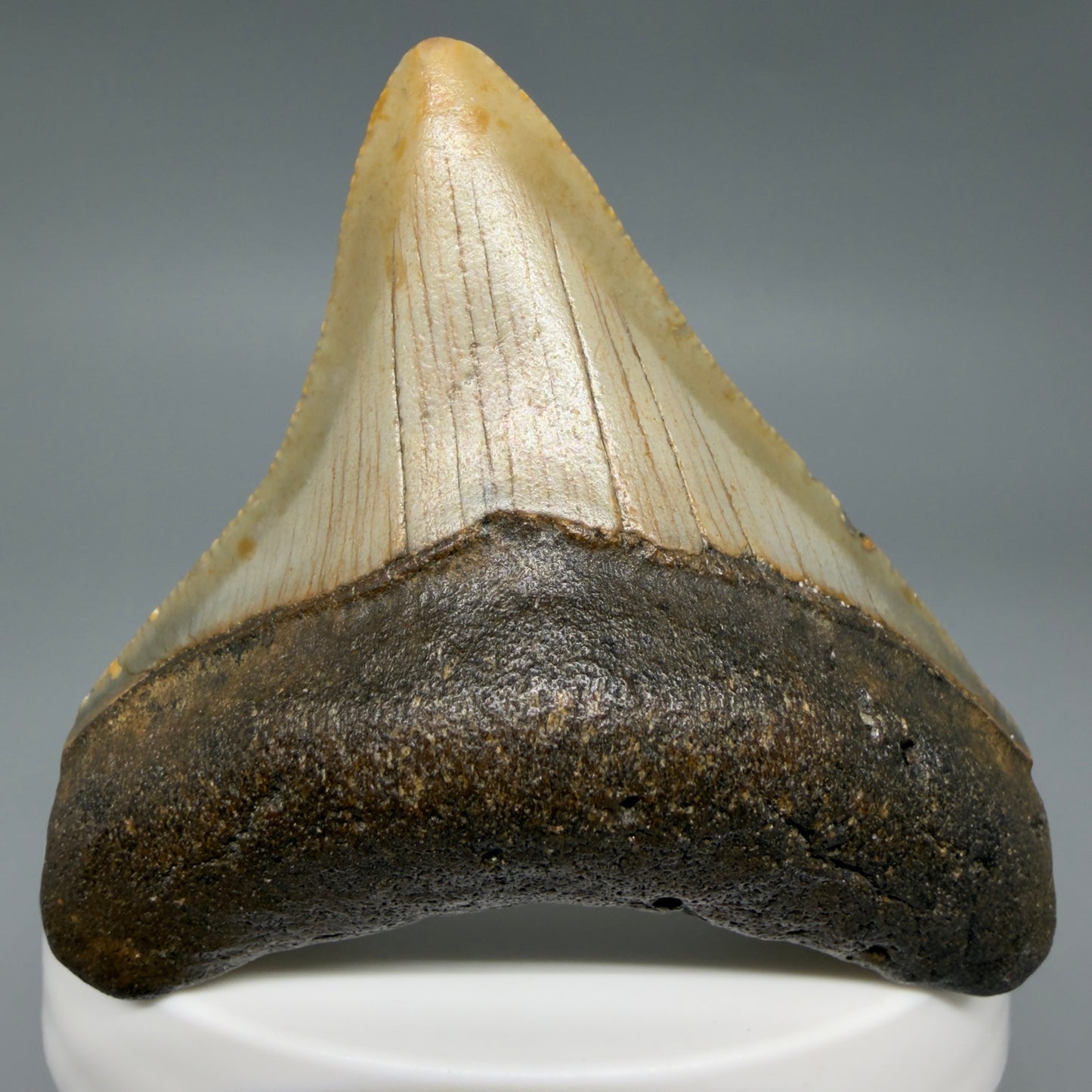 Front View Colorful 2.37" Fossil Megalodon Tooth - Authentic Carcharocles megalodon Fossil from North Carolina CM6287