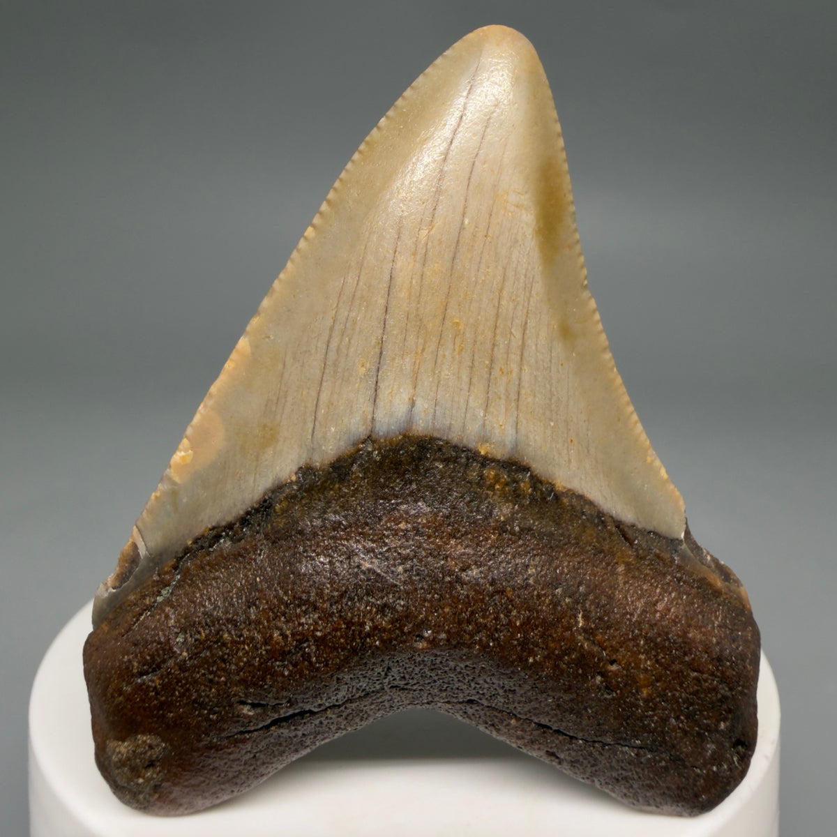 Front View Colorful 2.39" Fossil Megalodon Tooth - Authentic Carcharocles megalodon Fossil from North Carolina megalodonteeth.com CM6623