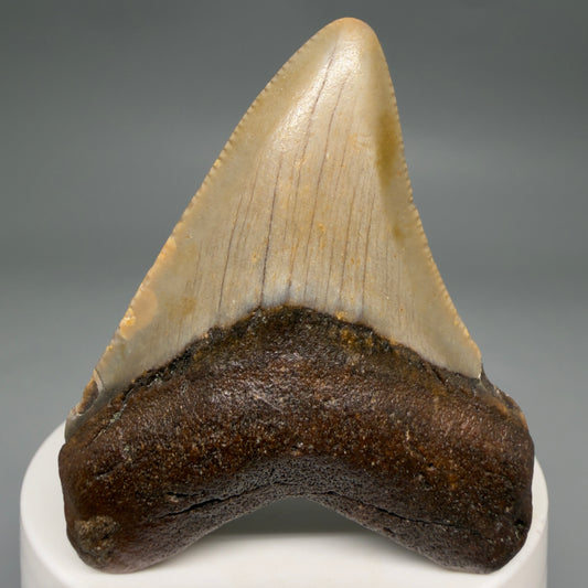 Front View Colorful 2.39" Fossil Megalodon Tooth - Authentic Carcharocles megalodon Fossil from North Carolina megalodonteeth.com CM6623