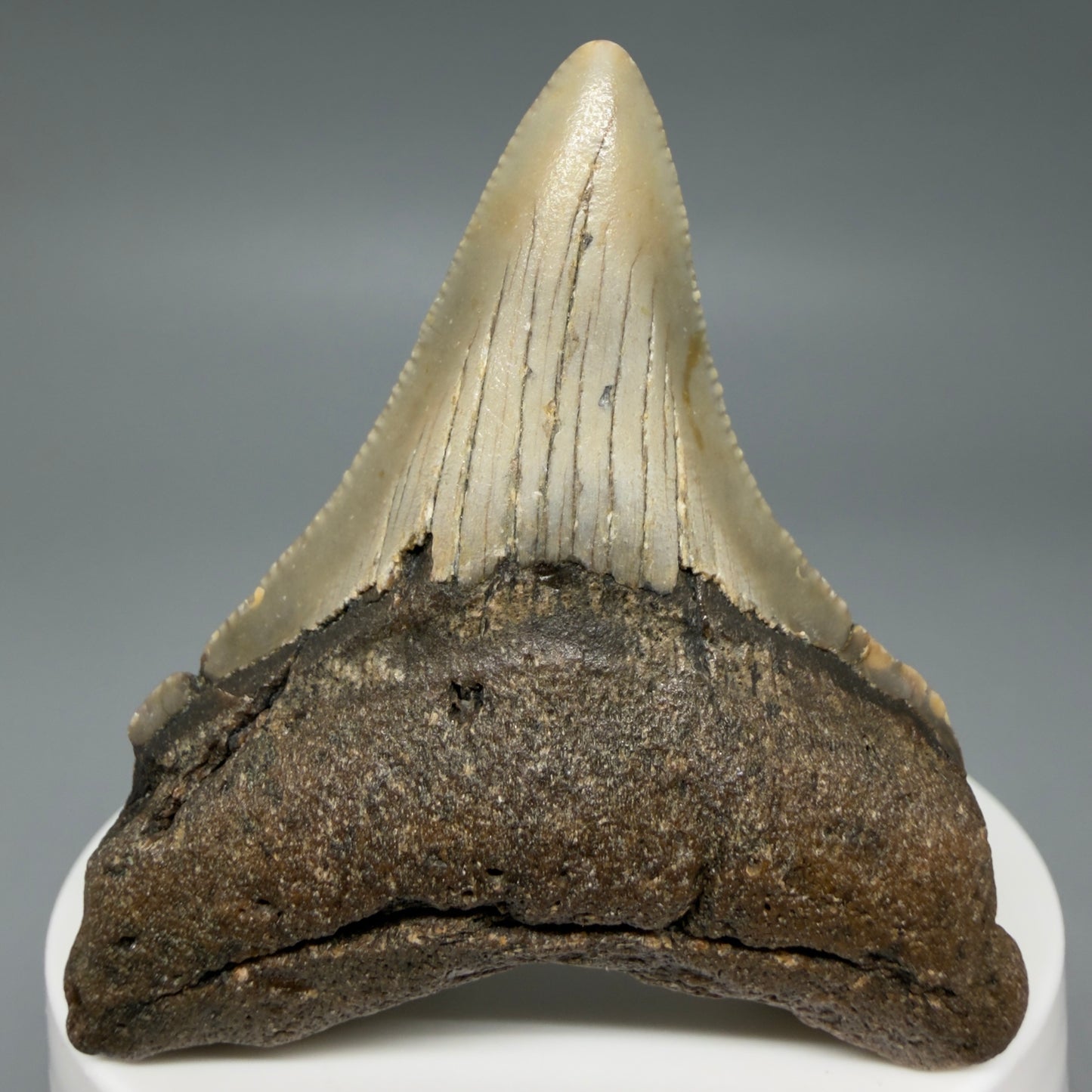 Front View Colorful 2.40" Fossil Megalodon Tooth - Authentic Carcharocles megalodon Fossil from North Carolina C6285
